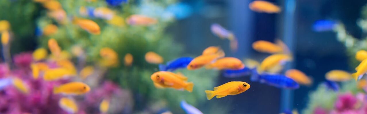 aquarium-with-orange-blue-fish.jpg