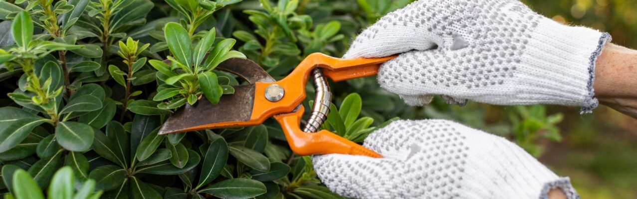 close-up-cutting-plant-leaves.jpg