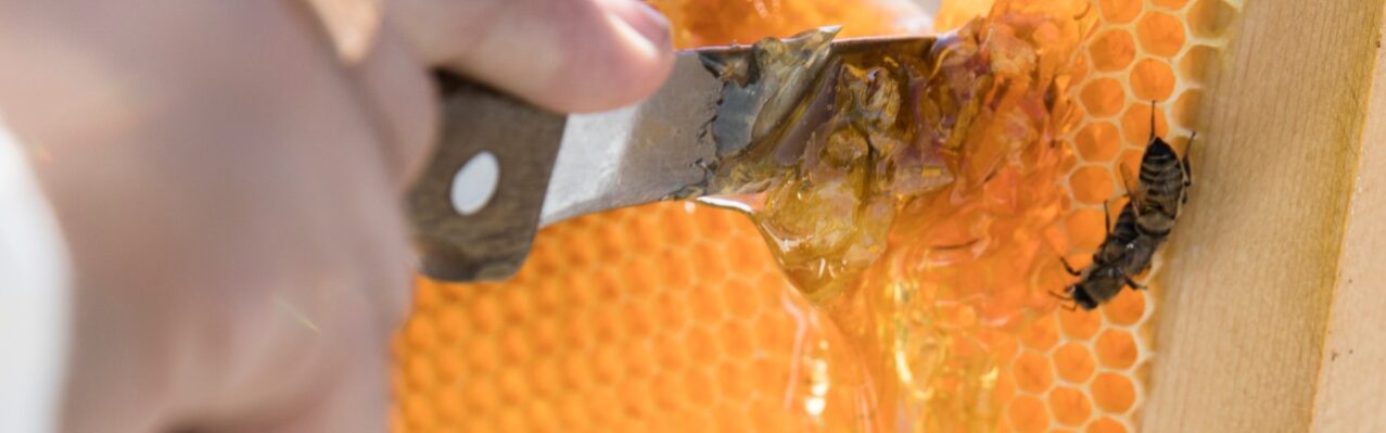 cutting-honey-from-bee-hive.jpg