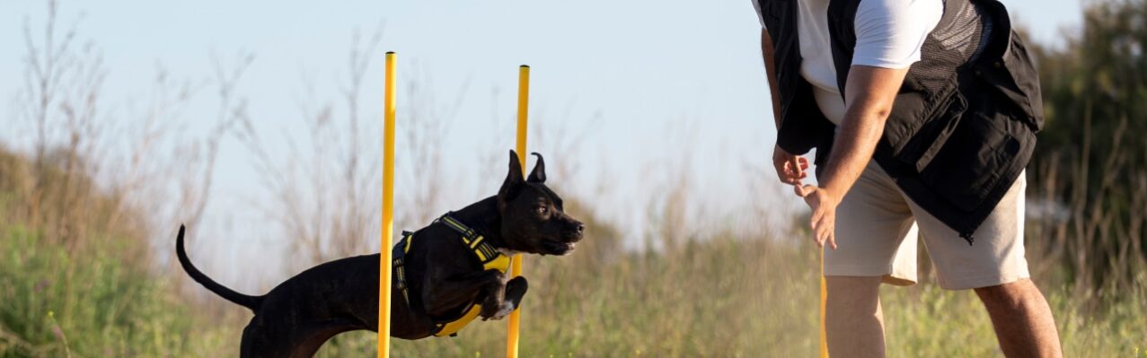 dog-trainer-teaching-dog-run-though-obstacles.jpg