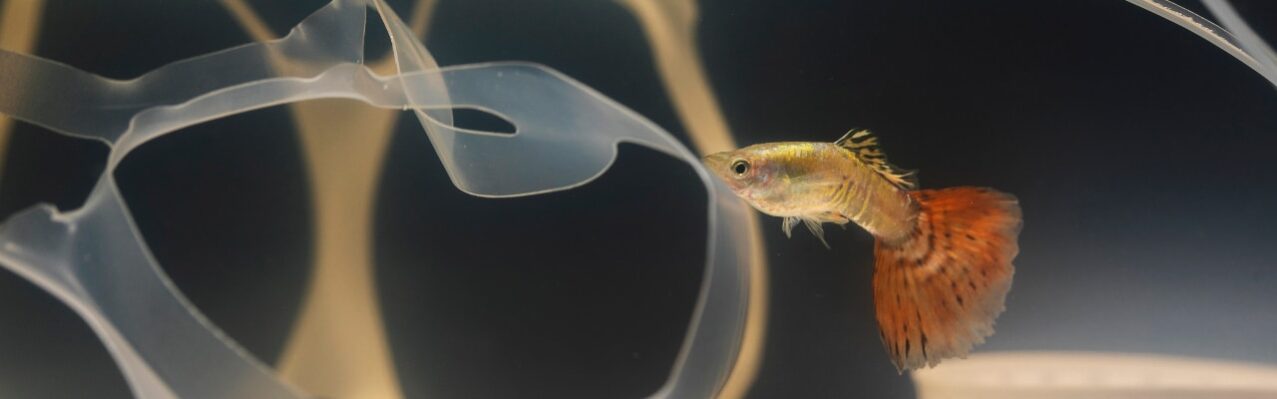 dumbo-betta-fish-fighting-with-plastic.jpg
