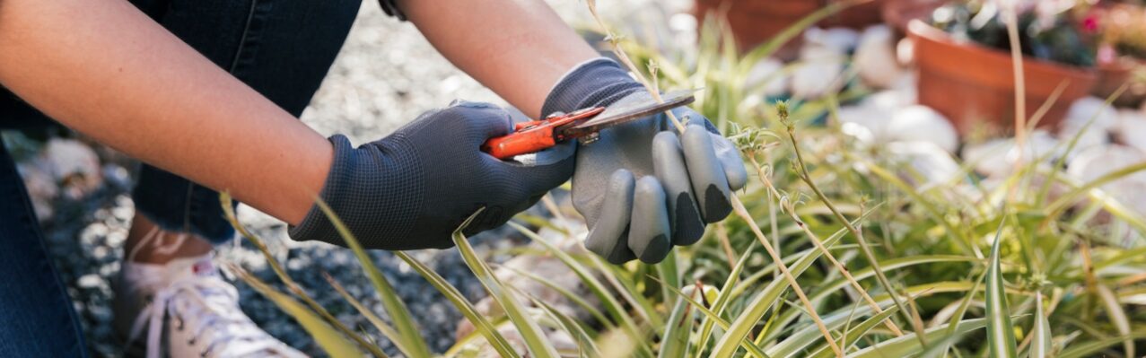 female-gardener-s-hand-cutting-plant-with-secateurs.jpg