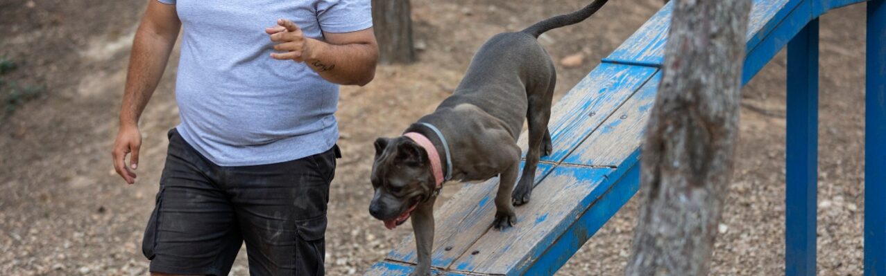 male-dog-trainer-outdoors-with-dog-session.jpg