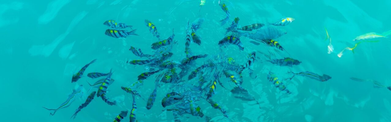 many-fishes-sea.jpg