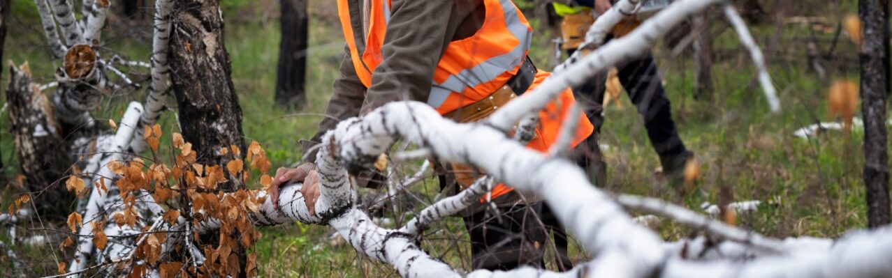 reforestation-done-by-voluntary-group.jpg
