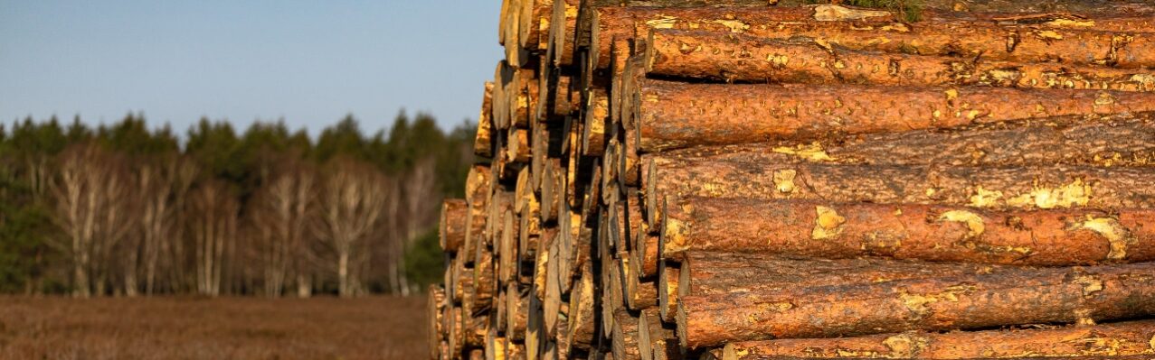 selective-focus-shot-pile-cut-down-trees-forest-brown-ground.jpg