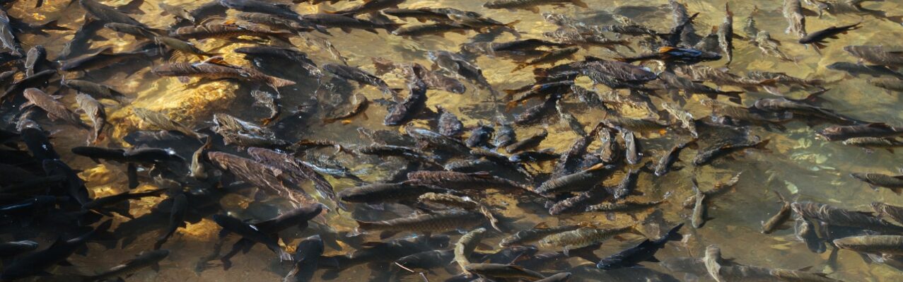 shore-with-many-fish.jpg