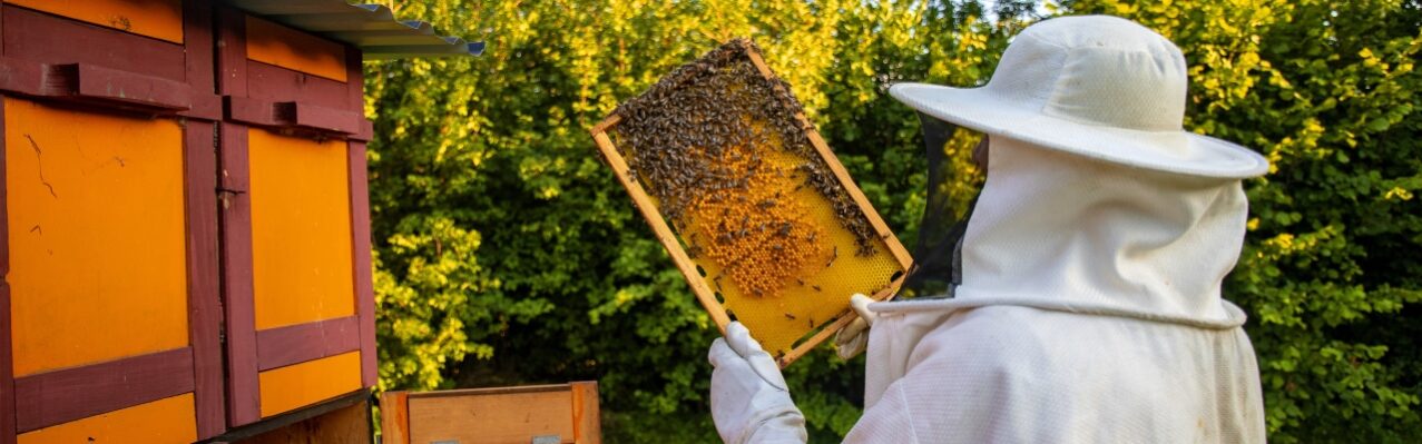view-beekeeper-collecting-honey-beeswax.jpg