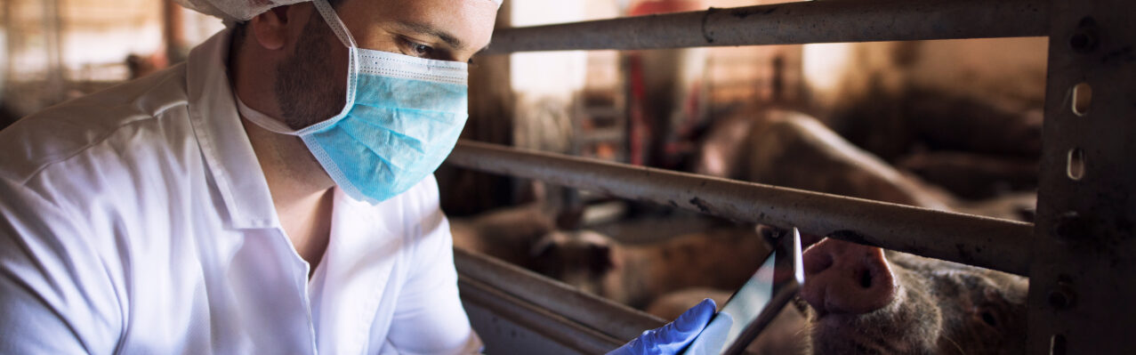 medico-veterinario-de-animales-en-la-granja-de-cerdos-comprobando-el-estado-de-salud-de-los-animales-domesticos-porcinos-en-su-tablet-p.jpg